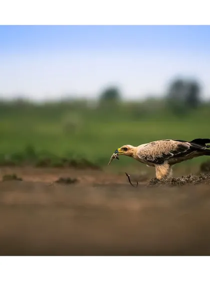 An eagle on the ground with a small kill, a raw moment of survival in the wild.