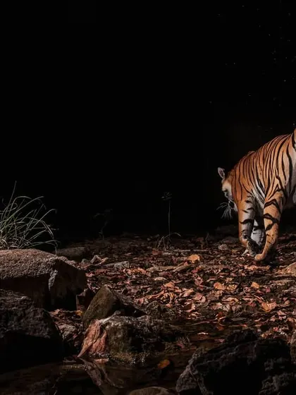 A male tiger sprays urine on the same tree, adding his own scent mark. Capturing this sequence of behaviors over several days provided a narrative of the unseen social dynamics of these solitary animals.