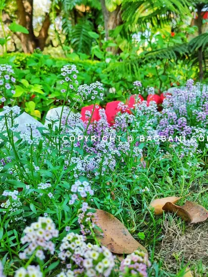 A close-up of sweet Alyssum, a fragrant groundcover plant that is excellent for borders and filling gaps.