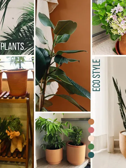 An eco-style mood board for home plants. We focus on using natural materials like terracotta and a color palette inspired by nature to create calming and sustainable indoor green spaces.
