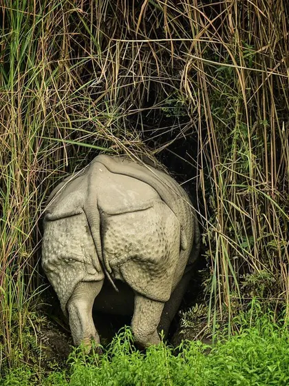 A rhino disappears into the tall elephant grass that characterizes its habitat in Kaziranga National Park. This image speaks to the challenge of conservation: protecting not just the animal, but the vast, specific landscape it needs to survive.