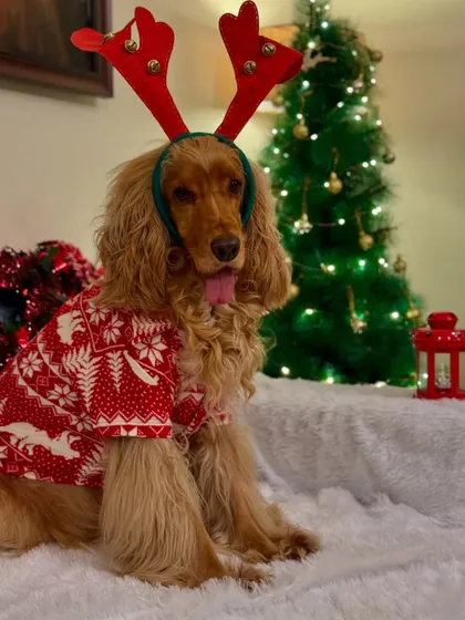 Posto looking festive and handsome in his reindeer sweater and antlers.