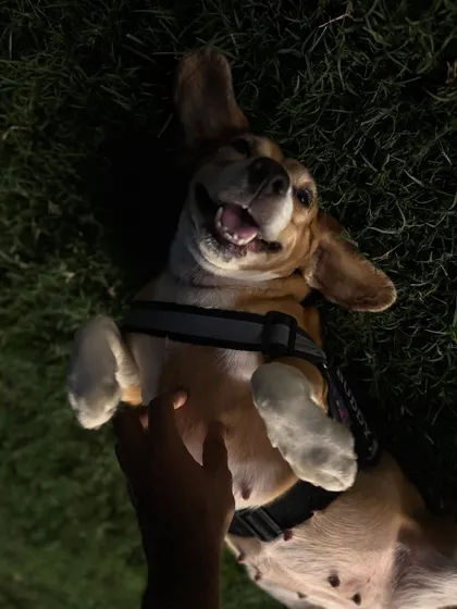I can never resist a request for belly rubs. It's one of the best parts of my day.