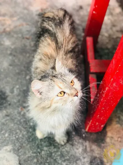 An adorable fluffy cat looking up inquisitively. We love these curious moments that show a cat is engaged and comfortable in its surroundings.