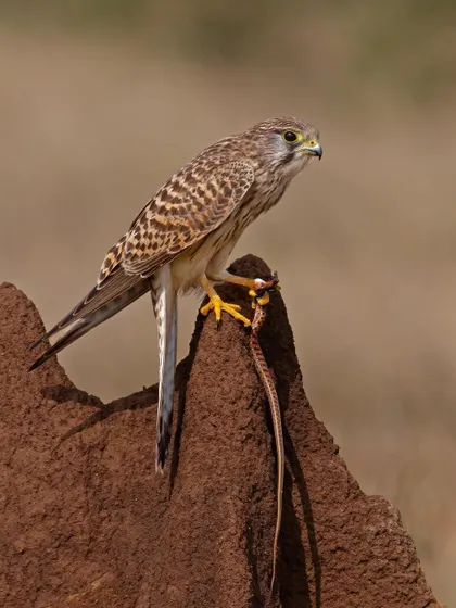 A Common Kestrel with a Striped Keelback snake. This action shot captures the successful conclusion of a hunt, a key moment in the life of a raptor.