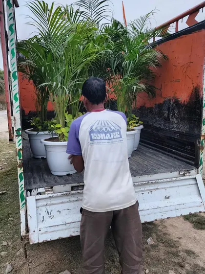 A truck being loaded with potted Areca Palms for our Green Makeover Project in Delhi. These plants are excellent for adding height and a tropical feel.
