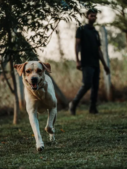 A happy Labrador running with a smile. My goal is to make sure every dog leaves a session feeling tired, happy, and more connected to their handler.