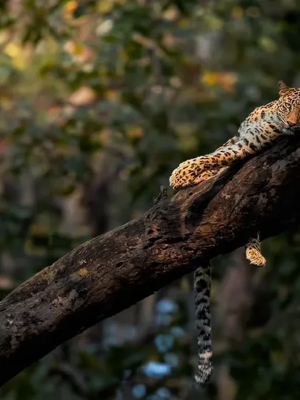 A leopard lounging on a tree branch in Corbett, bathed in the golden light of the evening.