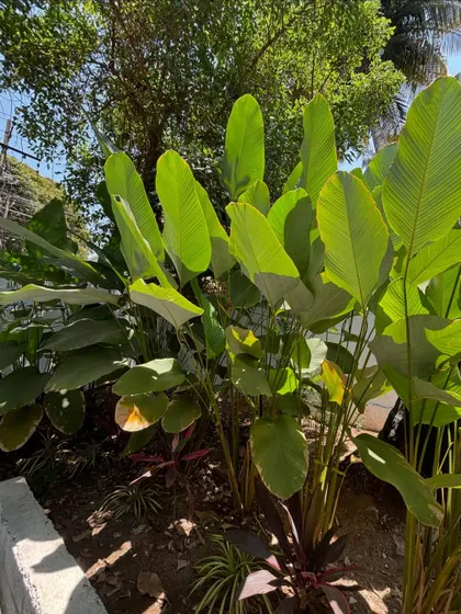 A beautiful cluster of Calathea Lutea plants, their large green leaves catching the sunlight. These plants are excellent for creating a tropical, resort-like feel in any garden.