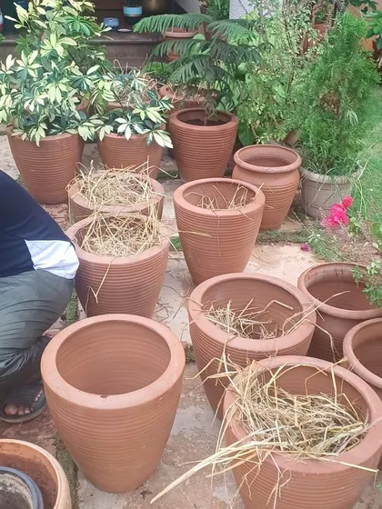 A happy customer is our biggest reward. For this project, we repotted several plants into beautiful new terracotta pots, which gave their garden a fresh, elegant look. The client's wonderful feedback says it all.