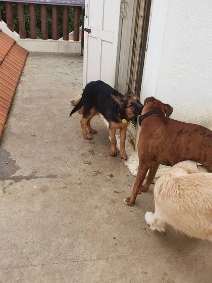 Three friends enjoying the fresh air. Socializing in a calm, controlled manner is a key part of every dog's day here.