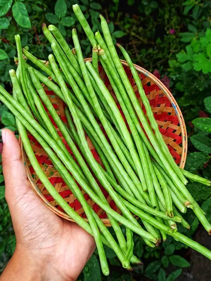 A handful of fresh cowpea beans, also known as lobhiya. These are easy to grow, climb beautifully on a trellis, and are packed with protein.