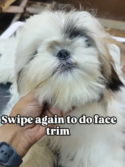 The final step in Laila the Shih Tzu's face trim. A clean, well-shaped face is key to the classic Shih Tzu look.