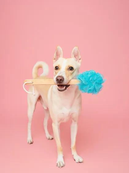 Ready for a bath! This pup proudly holding a loofah is another example of a playful and creative concept we can explore during a studio session.