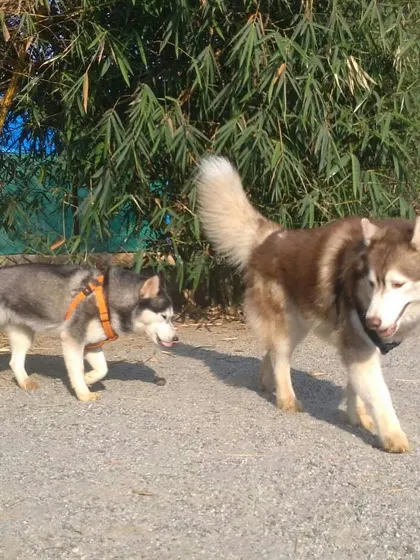These two Huskies are clearly enjoying their adventure together at our dog park in Whitefield.