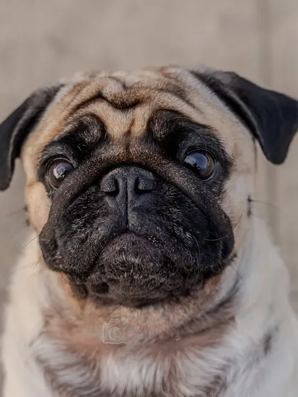 A classic, expressive portrait of a pug. The simple background lets all his adorable wrinkles and soulful eyes shine.