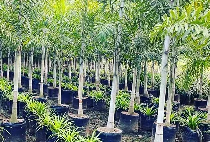 A large stock of Foxtail Palms at my nursery, ready for large-scale landscaping projects.