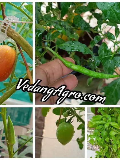 A snapshot of the variety we help you grow. This collage features ripe tomatoes, fresh chillies, okra, and basil, all harvested from one of our client's urban gardens.