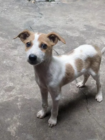 Another look at Charlie, the adorable 6-8 week old female puppy. She is waiting for a family to love her.
