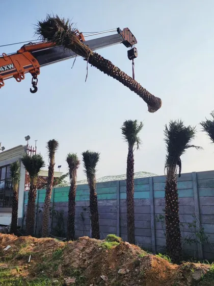 We handle projects of all sizes. Here, our team uses a crane to carefully position a large, mature date palm tree, showcasing our capability to deliver and install high-impact trees for immediate landscape transformation.