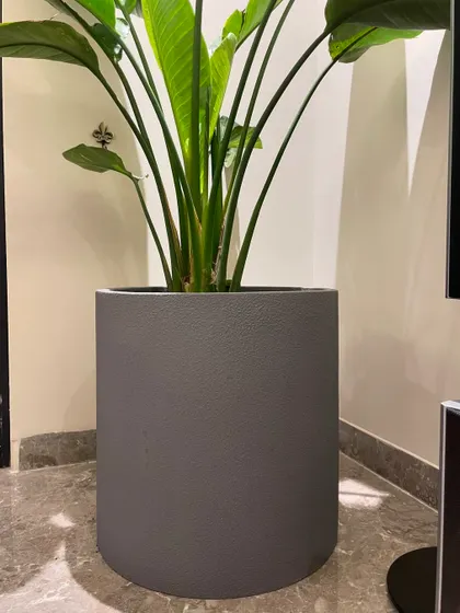 A close-up of a Bird of Paradise plant in a simple, modern grey planter. This versatile combination works well in almost any contemporary interior setting.