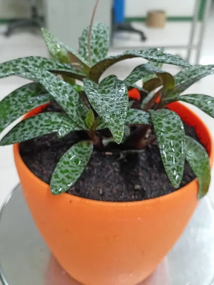 This is a duplicate of image 83. This is a Silver Squill (Ledebouria socialis), a unique succulent-like plant with silver-spotted leaves. It's a drought-tolerant and interesting addition to any indoor plant collection.