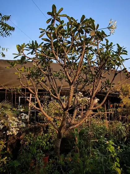 A monster Plumeria tree in our outdoor section. Its intricate branches will soon be covered in fragrant flowers.