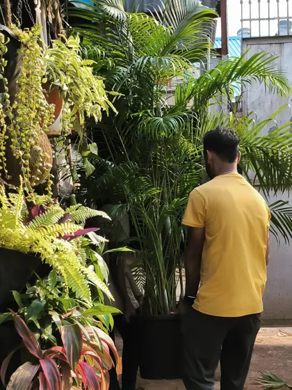Delivering a tall Areca Palm to a client. We ensure our large plants are transported safely and arrive in perfect condition.