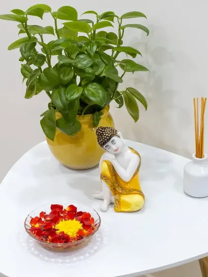 The decor in my studio, like this serene corner, is chosen to create a calm and healing atmosphere. It reflects my belief in a holistic approach to well-being, where the environment supports the work of the body and mind.