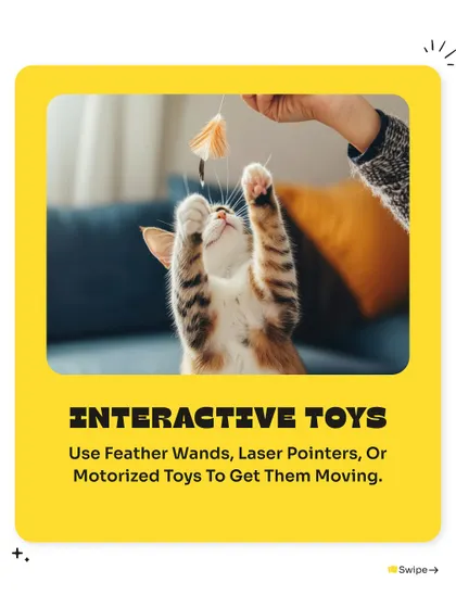 Keep your cat engaged with interactive toys. Feather wands, laser pointers, and motorized toys are great for getting them moving and stimulating their hunting instincts.
