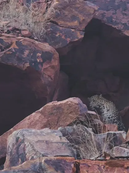 A leopard finds shelter in a rock crevice. Sightings like these are becoming more common, and our work aims to normalize their presence and promote safety.