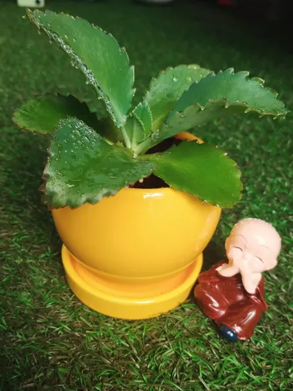 A simple plant can become a thoughtful gift with the right accessory. Here, a small Kalanchoe plant in a bright yellow pot is paired with a peaceful monk figurine, creating a lovely and meaningful present.