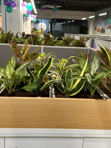 A detailed shot of the different textures and colors of the foliage. I choose a variety of plants to create a visually interesting and diverse indoor garden arrangement.