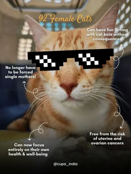 For the 92 female cats we spayed in April, life just got a lot better. They are now free from the risk of uterine cancers and can focus on their own health and well-being.