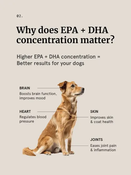 Why does the concentration of EPA and DHA in fish oil matter? This graphic explains that a higher concentration leads to better results for your dog's brain, heart, skin, and joint health.