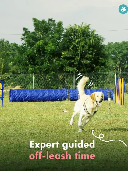 My Doggy Summer Camp is a great opportunity for puppies and adult dogs to experience expert-guided off-leash time in a safe, spacious, and fun environment.