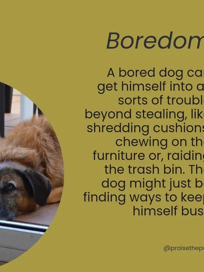 Boredom is a common reason for stealing. A bored dog will find ways to keep himself busy, which can include shredding cushions or raiding the trash.