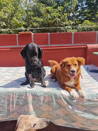 A trio of friends enjoying the day. You'll often find the dogs forming their own little cliques and enjoying quiet time together, a sign of a comfortable and well-adjusted pack.