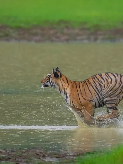 Pure, unbridled joy. A young tiger cub in Tadoba charges through the water during a monsoon downpour. My safaris are about capturing the full spectrum of wildlife, from regal portraits to these moments of wild, playful chaos.