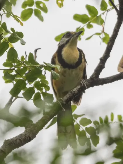 The Greater Necklaced Laughingthrush, named for the distinctive black "necklace" around its throat. We find this species in the moist forests of the Himalayan foothills.