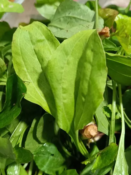 A close-up of one of the heart-shaped leaves from the mixed greens bundle. Each leaf adds a unique flavor.