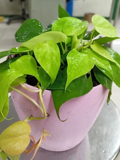 This is a duplicate of image 94. Another variety of Neon Pothos, this one in a lovely pink pot. We offer a wide range of colorful pots to help you match your plants to your personal style.