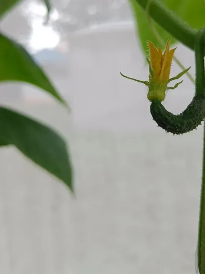 A tiny cucumber just beginning to form from its flower. This is the very beginning of a vegetable that will be ready for harvest in just a few weeks.