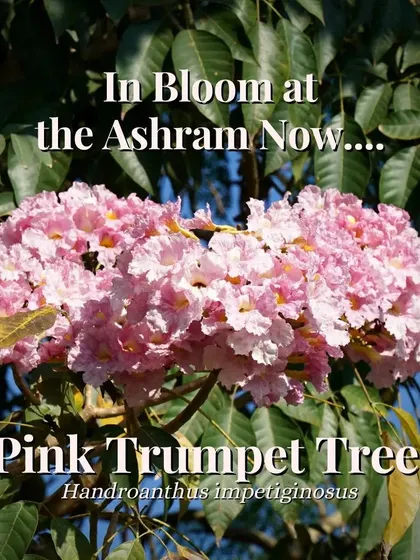 Captions for these will follow the same descriptive and serene tone, focusing on the specific flower, tree, or natural scene depicted and its connection to the ashram experience (e.g., "The Pink Trumpet tree in full bloom, a sign of spring at the ashram," "A lotus flower opens in the morning, just in time for meditation," "The sun's light filtering through the leaves, a reminder of the light within.").