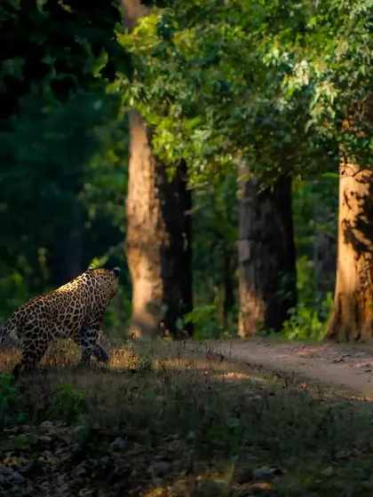 A leopard begins its stealthy walk across a forest track as the morning light hits the trees. These cats are masters of camouflage, and spotting one is a thrilling experience.