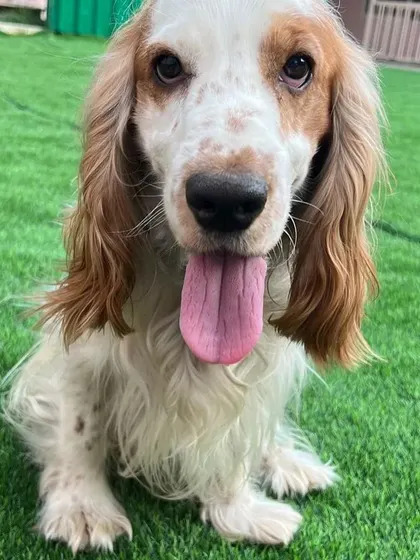 A lovely portrait of a cocker spaniel guest, with its tongue out and a happy expression.