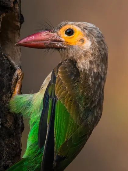 A Brown-headed Barbet with its bright green and yellow plumage clings to a tree, its beak full of food for its chicks. A portrait of parenthood in the wild.