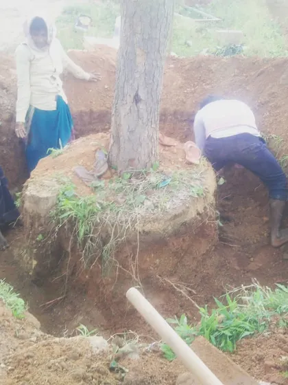 The process begins with careful excavation. Our team digs wide around the base to preserve as much of the root system as possible, which is the most important step for the tree's survival after the move.