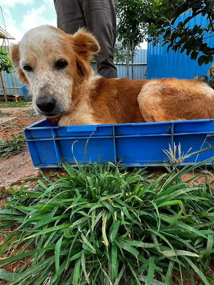 Setting the mood for Monday. This senior resident has found the perfect comfy box and has no plans of moving. Sometimes, the simple things bring the most joy.
