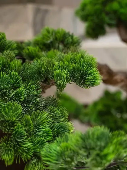 A close-up view of our hyper-realistic faux bonsai foliage. We select only the highest quality materials to ensure every leaf and branch is indistinguishable from its living counterpart, guaranteeing a premium, lasting finish.